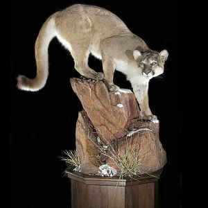 Mountain Lion Full Mount Taxidermy