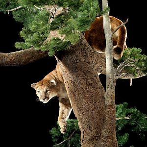 Mountain Lion Full Mount Taxidermy