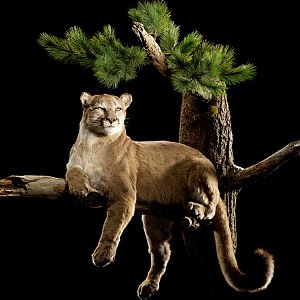 Mountain Lion Full Mount Taxidermy