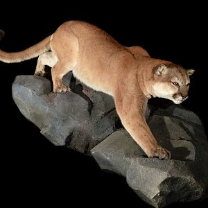 Mountain Lion Full Mount Taxidermy