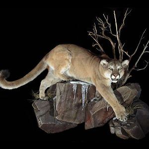 Mountain Lion Full Mount Taxidermy