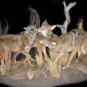 Coyote Full Mount Taxidermy