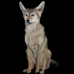 Coyote Full Mount Taxidermy