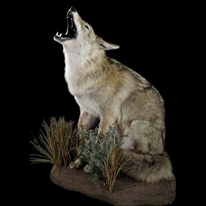 Coyote Full Mount Taxidermy