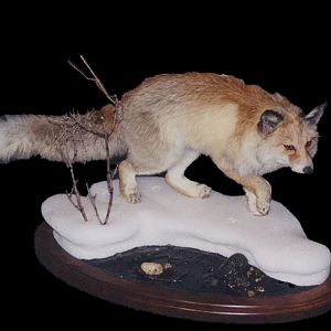 Fox Full Mount Taxidermy