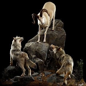 Wolf & Dall Sheep Full Mount Taxidermy