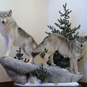 Wolf Full Mount Taxidermy