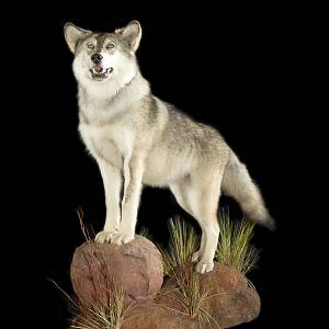 Wolf Full Mount Taxidermy