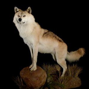 Wolf Full Mount Taxidermy