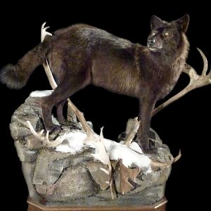 Wolf Full Mount Taxidermy