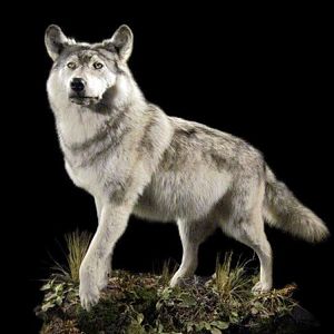 Wolf Full Mount Taxidermy