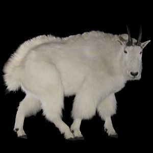 Mountain Goat Full Mount Taxidermy