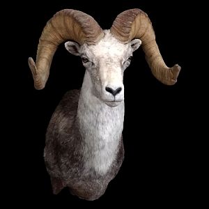 Stone Sheep Shoulder Mount Taxidermy