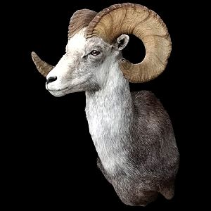 Stone Sheep Shoulder Mount Taxidermy