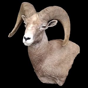 Desert Bighorn Sheep Wall Pedestal Mount Taxidermy