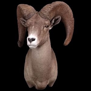 Desert Bighorn Sheep Shoulder Mount Taxidermy