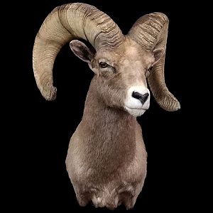 Desert Bighorn Sheep Shoulder Mount Taxidermy