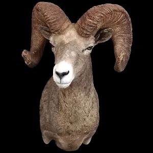 Desert Bighorn Sheep Shoulder Mount Taxidermy