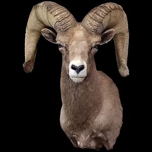 Desert Bighorn Sheep Shoulder Mount Taxidermy