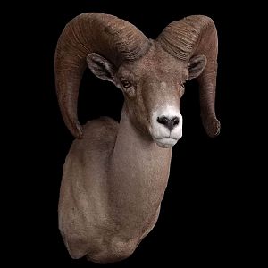 Desert Bighorn Sheep Shoulder Mount Taxidermy