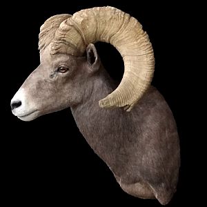 Desert Bighorn Sheep Shoulder Mount Taxidermy