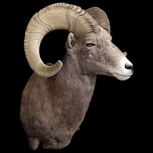 Desert Bighorn Sheep Shoulder Mount Taxidermy