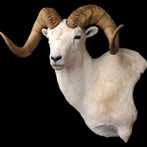 Dall Sheep Shoulder Mount Taxidermy