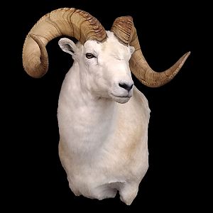 Dall Sheep Shoulder Mount Taxidermy