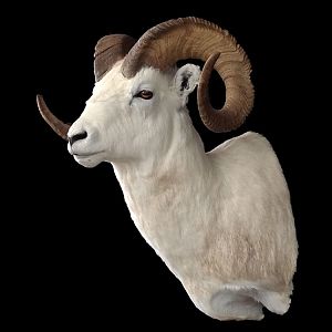 Dall Sheep Shoulder Mount Taxidermy