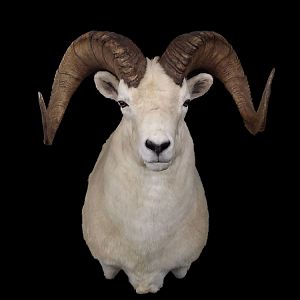 Dall Sheep Shoulder Mount Taxidermy