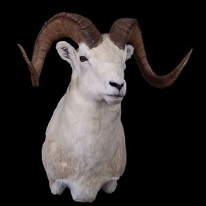 Dall Sheep Shoulder Mount Taxidermy