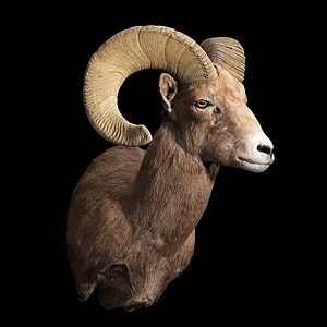 Bighorn Sheep Shoulder Mount Taxidermy