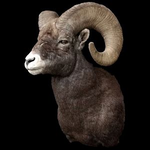 Bighorn Sheep Shoulder Mount Taxidermy