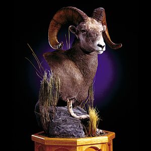 Desert Bighorn Sheep Pedestal Mount Taxidermy