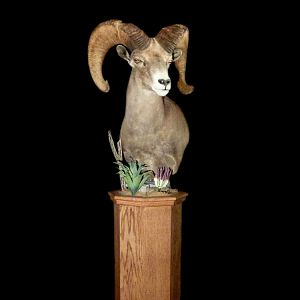 Desert Bighorn Sheep Pedestal Mount Taxidermy