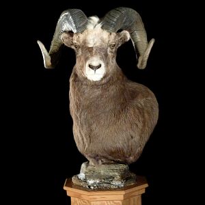 Desert Bighorn Sheep Pedestal Mount Taxidermy