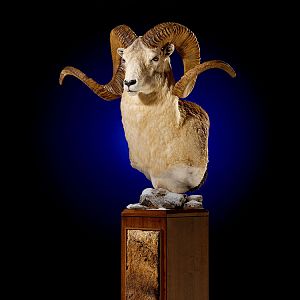 Dall Sheep Pedestal Mount Taxidermy