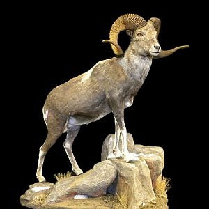 Sheep Full Mount Taxidermy