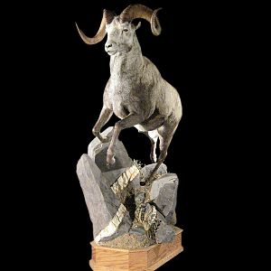 Sheep Full Mount Taxidermy