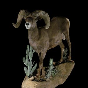 Sheep Full Mount Taxidermy