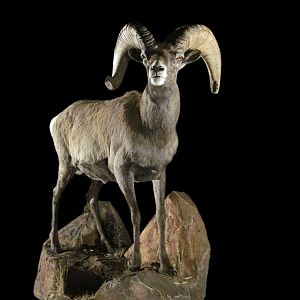 Sheep Full Mount Taxidermy