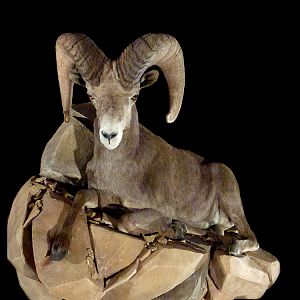 Sheep Full Mount Taxidermy