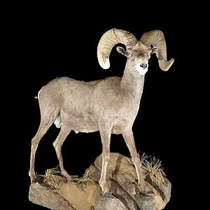 Sheep Full Mount Taxidermy