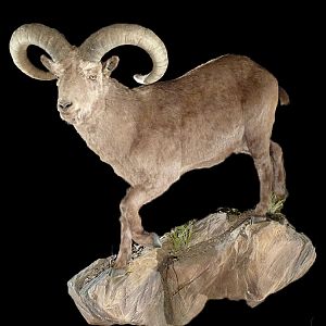 Sheep Full Mount Taxidermy