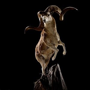 Sheep Full Mount Taxidermy