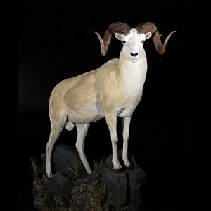 Sheep Full Mount Taxidermy