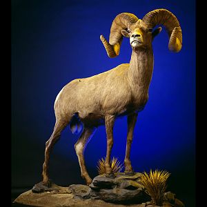 Desert Bighorn Sheep Full Mount Taxidermy