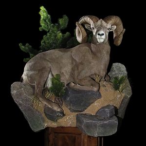 Desert Bighorn Sheep Full Mount Taxidermy