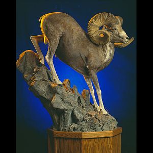 Desert Bighorn Sheep Full Mount Taxidermy