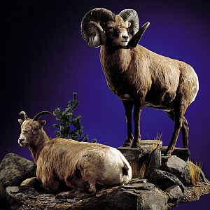 Sheep Full Mount Taxidermy